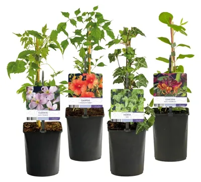Produktbild von GreenboutiQ - Kletterpflanzen Rainbow - Clematis montana Rubens Hedera helix lonicera Goldflame Campsis madame Galen - Ganzjährig Farbe - Wenig Pflege - 4 Pflanzen - Topf 11cm Höhe 40cm