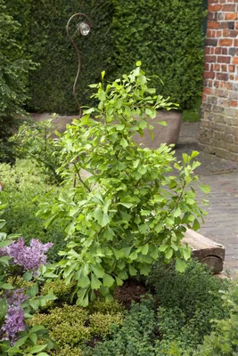 Produktbild von Ginkgo biloba 'Saratoga', Fächerblattbaum, 80–100 cm