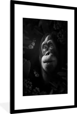 Produktbild von MuchoWow® Gerahmtes Poster Affe schaut sich Schmetterlinge im Dschungel an - schwarz und weiß 60x90 cm - Poster mit Schwarzem Bilderrahmen Wandposter Rahmen Foto Bilder - Dekoration - Wandposter Wohnzimmer - Hochwertig