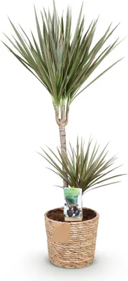 Zdjęcie produktu dla Dracena Marginata Bicolor 90–100 cm, 21 cm, w koszu – łatwa w pielęgnacji roślina doniczkowa
