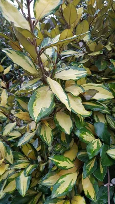 Image de Elaeagnus x ebbingei 'Limelight' / Chalef panaché