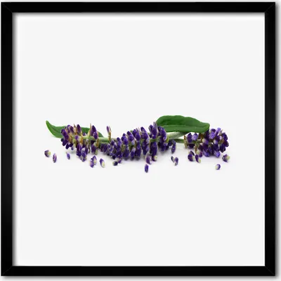 Produktbild von Bild - 50 cm x 50 cm - MDF - Rahmen, Wandkunst - Lavendel
