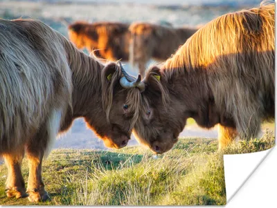 Produktbild von MuchoWow® Poster Schottische Highlander - Tiere - Sonne 120x90 cm - Wandbild