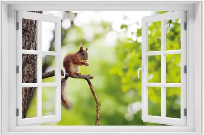 Produktbild von Wallario Wandbild mit Fenster-Illusion: Eichhörnchen auf einem Ast, Größe: 61 x 91,5 cm, Poster mit weißem Aluminiumrahmen