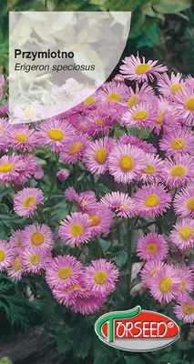 Produktbild von Samen von Rosa Regenpfeifer 0.5g - Torseed