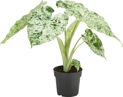 Produktbild von Dehner Pfeilblatt, Alocasia macrorrhiza Splash, weiß-grün marmorierte Blätter, 35 cm inkl. Pflanztopf, Ø Topf 14 cm, Zimmerpflanze