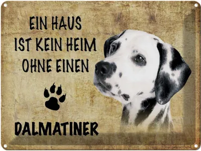 Produktbild von vianmo Blechschild 30x40 cm Dalmatiner Hund ohne kein Heim