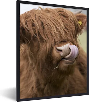 Produktbild von MuchoWow® Gerahmtes Poster Schottischer Highlander - Braun - Tiere 60x80 cm - Poster mit Schwarzem Bilderrahmen Wandposter Rahmen Foto Bilder - Premium - Wanddeko Wohnzimmer