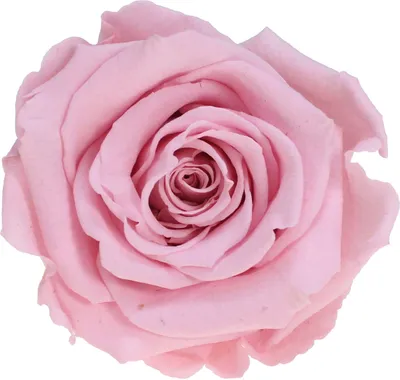 Produktbild von Infinity Rose L Ø5cm konserviert stabilisiert haltbar Rosenkopf ewige Rosenblüte 1 St. Rosa (pin04)
