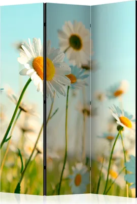 Productafbeelding van Drieluik, dubbelzijdig, scheidingswand van vliesbehang - Margrieten - lenteveld 135x172 cm, bloemen b-C-0471-z-b