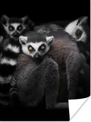 Produktbild von MuchoWow® Poster Tiere - Lemur - Schwarz - Weiß - Porträt 90x120 cm - Wohnzimmer