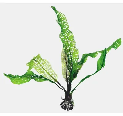 Productafbeelding van Aquaflora Aponogeton Fenestralis | Los
