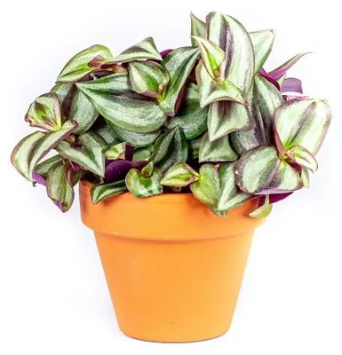 Obrázok produktu pre Gardners Tradescantia zebrina, priemer 10-12 cm