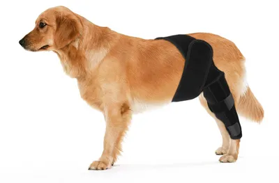 Immagine prodotto di Tutori per zampe posteriori dei cani, ginocchiera per zampe posteriori (nero, taglia L)