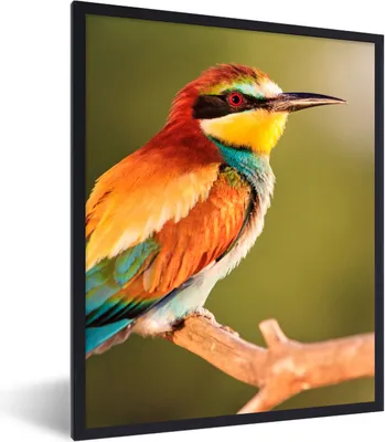 Produktbild von MuchoWow® Gerahmtes Poster Vögel - Bienenfresser - Regenbogen - Tiere 60x80 cm - Poster mit Schwarzem Bilderrahmen Wandposter Rahmen Foto Bilder - Premium - Wanddeko Wohnzimmer