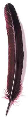 Produktbild von Pióro gęsie, długość 28 cm - bordowe