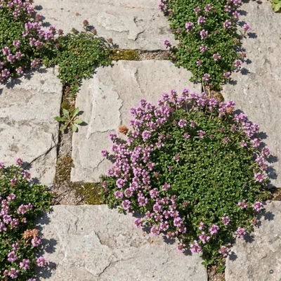 Produktbild von Stauden Gänge 100 x Thymus praecox 'Minor' im 9 x 9 cm Topf - Zwerg-Thymian - Kleiner Polsterthymian - Lila-rosa Blüte - Bodendecker für Fugen