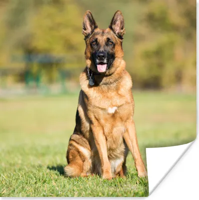 Produktbild von MuchoWow® Poster Deutscher Schäferhund in der Sonne sitzend 100x100 cm - Babyzimmer