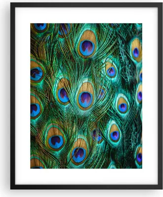 Produktbild von Gerahmtes Poster - Schwarzer Rahmen - Pfauen Feder Makro - 40x50 cm - Wand Bild - Wanddeko - Wandbilder - Kunstposter - Wandposter - Bilderrahmen - Bilder - Kunstdruck - Wandbild - P2BPA40x50-4159
