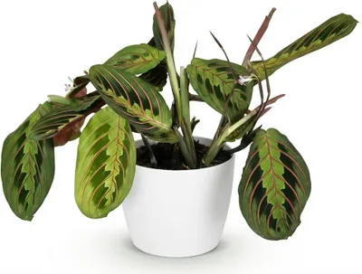 Produktbild von Maranta Fascinator Tricolour Gebetsblatt Zimmerpflanze mit weißem Topf Ø12cm