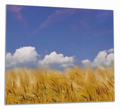 Produktbild von Wallario Herdabdeckplatte aus Glas, Größe 60 x 52 cm 1-teilig, Motiv Kornfeld unter blauem Himmel