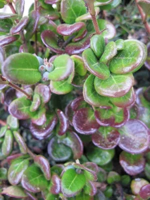 Produktbild von Lonicera crassifolia Little Honey - Kriechende Heckenkirsche - 20-30