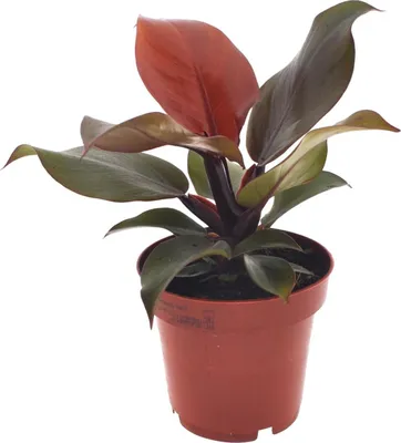 Image de Philodendron Imperial Red Ø12cm, 25cm - Plante d'intérieur tropicale
