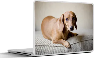 Produktbild von MuchoWow® Laptop Aufkleber Sticker Cover Ein brauner Dackel schaut in die Kamera 30x22 cm - Laptop-Sticker