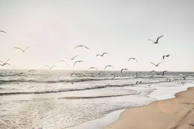 Produktbild von ArtUniverse Glasbild Möwen Über Dem Meer 80 x 120 cm