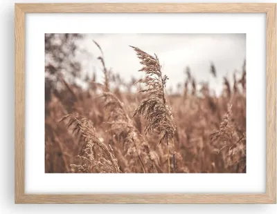 Produktbild von Gerahmtes Poster - Rahmen in heller Eiche - Zuckerrohr Wiese Boho - 40x30 cm - Wand Bild - Wanddeko - Wandbilder - Kunstposter - Wandposter - Bilderrahmen - Bilder - Kunstdruck - P2NAA40x30-4709
