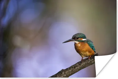 Produktbild von MuchoWow® Poster Eisvogel-Fotodruck 30x20 cm - Plakate - Print