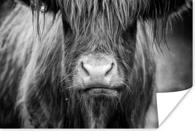 Produktbild von MuchoWow® Poster Schottischer Highlander - Kuh - Schwarz - Weiß - Tiere 60x40 cm - Schlafzimmerdekoration