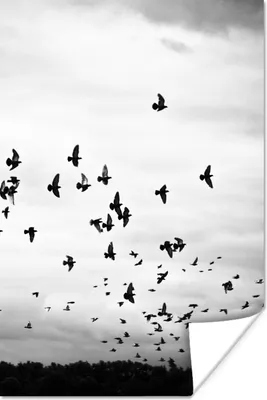 Produktbild von MuchoWow® Poster Tiere - Vögel - Wolken - Schwarz - Weiß 40x60 cm - Plakate für die Wand - Poster Babyzimmer
