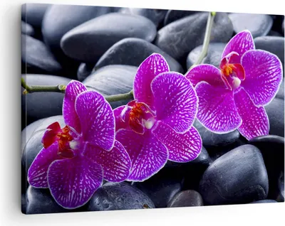 Produktbild von Bild auf Leinwand - Leinwandbild - Blumen Steine Violett Aromatherapie - 70x50cm - Wand Bild - Wanddeko - Leinwanddruck - Bilder - Kunstdruck - Leinwand bilder - Wandkunst - AA70x50-0440