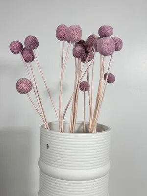 Image de Craspedia - Tiges en forme de tambour - Fleurs séchées et conservées (30-40cm)