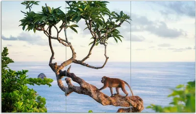 Produktbild von Wallario Herdabdeckplatte aus Glas, Größe 90 x 52 cm 3-teilig, Motiv Affe auf Baum