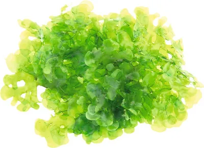 Produktbild von Süßwasser-Tang - Lomariopsis lineata