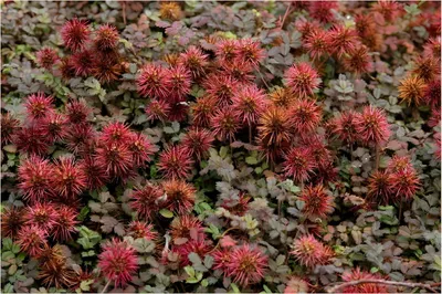 Produktbild von Stauden Gänge 10 x Acaena microphylla ’Kupferteppich’ - Braunrotes Stachelnüsschen - Der Teppich, der mit der Sonne tanzt