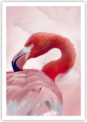 Produktbild von Poster - Poster ohne Rahmen - Flamingo Vogel Porträt - 70x100 cm - Wand Bild - Wanddeko - Wandbilder - Kunstposter - Wandposter - Bilder - Kunstdruck - Wanddekoration - Wandbild - P2XPA70x100-4984