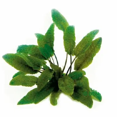 Produktbild von Cryptocoryne wendetii  Braun Wasserpflanze