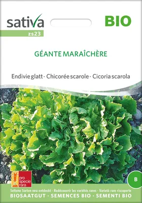 Produktbild von Endivie glatt Géante Maraîchère | Endiviensalatsamen von Sativa Rheinau