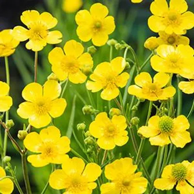 Productafbeelding van Moerings Ranunculus Lingua | Grote Boterbloem | In 18CM Mand Kant en Klaar