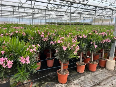 Immagine prodotto di Sunny Tree - Pianta - Oleandro su tronco - Nerium Oleander - Altezza 110-120 cm - Colore rosa - Pianta da esterno - Sempreverde in inverno