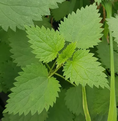 Image de Urtica dioica / Grande Ortie