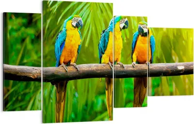 Produktbild von Bild auf Leinwand - Leinwandbild - Papageien Collorful Natur Vögel - 120x70cm - Wand Bild - Wanddeko - Leinwanddruck - Bilder - Kunstdruck - Leinwand bilder - Wandkunst - DL120x70-2696