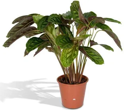 Obrázok produktu pre Calathea Flamestar - pávia rastlina - Ø19cm - Ø75cm - exotická izbová rastlina