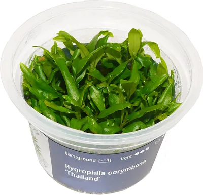Produktbild von Hygrophila corymbosa 'Thailand' In-Vitro Cup algen- und schneckenfrei