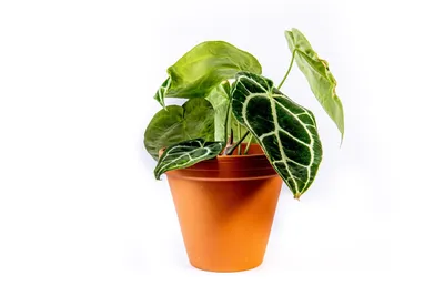 Zdjęcie produktu dla Gardners Anthurium Crystallinum, średnica 14 cm