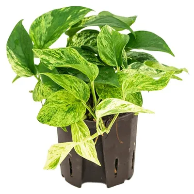 Obrázek produktu pro Nieuwkoop Europe BV Epipremnum Marble Queen, průměr 13 cm - hydroponie