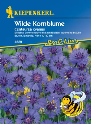 Produktbild von Wilde Kornblume, beliebte Sommerblume mit zahlreichen Blüten, Nektarspender